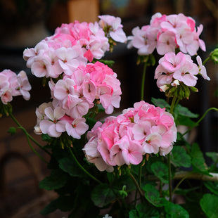 2株天竺葵花苗种子籽小苗直立大花阳台庭院室内外盆栽多年生冬季