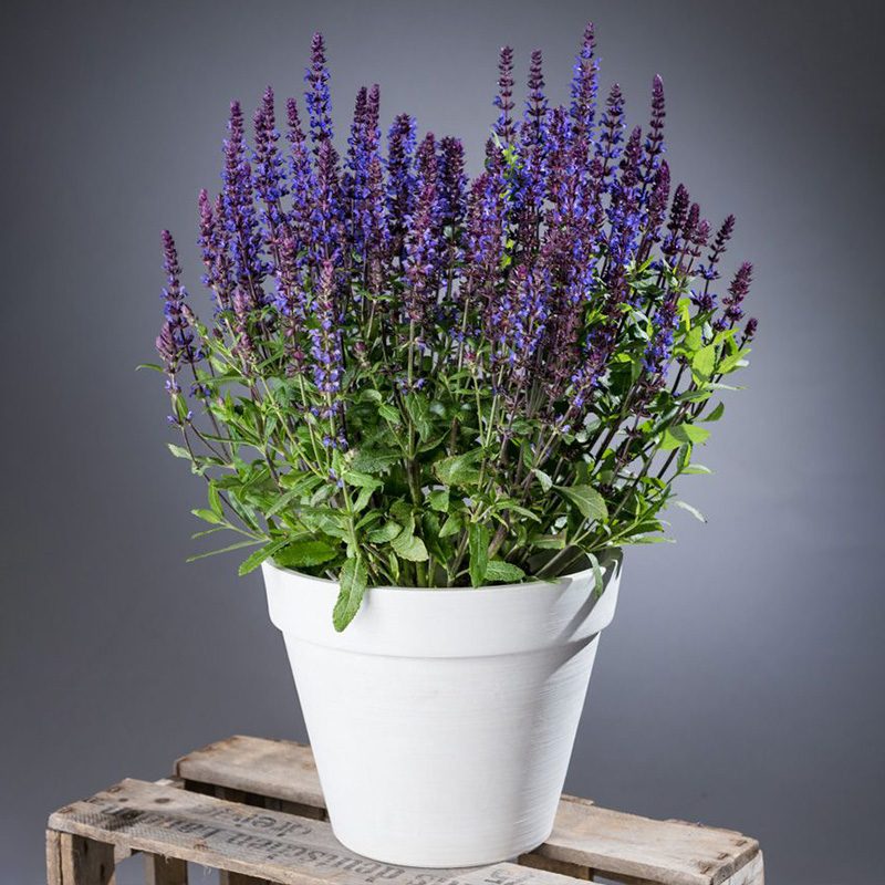 庭院花苗逸棵四季鼠尾草