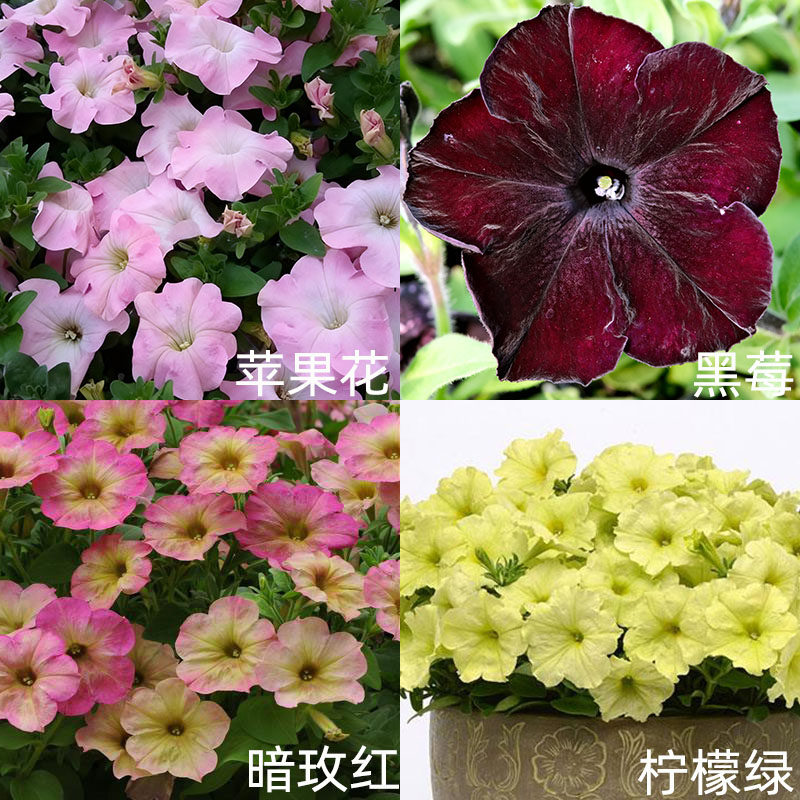 2株直立矮牵牛种苗阳台庭院室内外爆花盆栽易种活花苗冬季
