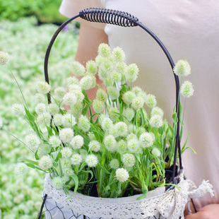 春苗一年生兔尾草花种子苗四季种春季易种阳台庭院盆栽