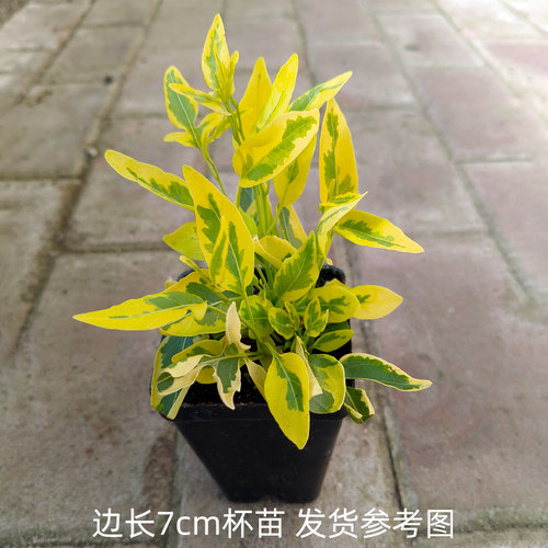 多年生四季庭院易种宿根植物