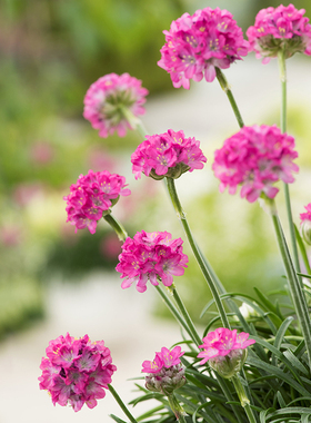 多年生海石竹花苗花籽种小苗盆栽四季种开花阳台庭院室内外宿根