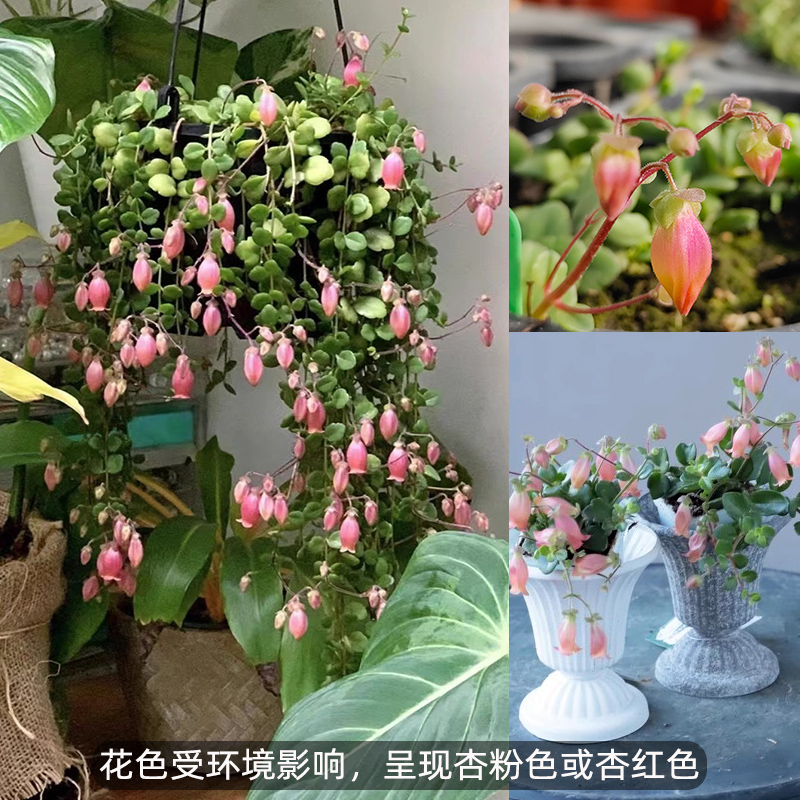 宫灯长寿花垂吊花苗盆栽四季种
