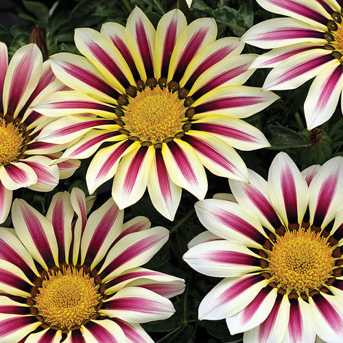 勋章菊花苗阳台四季易种盆栽