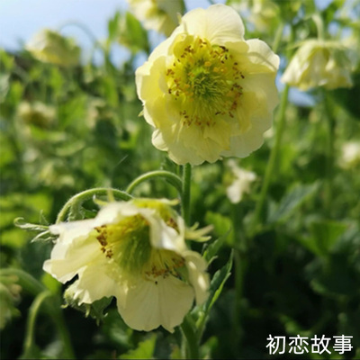 水杨梅花种子苗花苗庭院