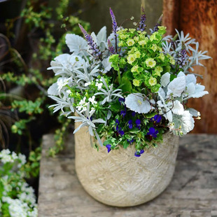 组合盆栽配叶银叶菊野路菊花叶活雪丹银灰鼠尾草苔藓阳台庭院室内