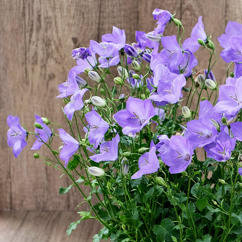 多年生风铃草种子苗阳台四季易种