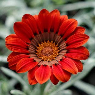 包邮勋章菊花苗种子苗小苗银叶阳台庭院室内外易种活盆栽冬季