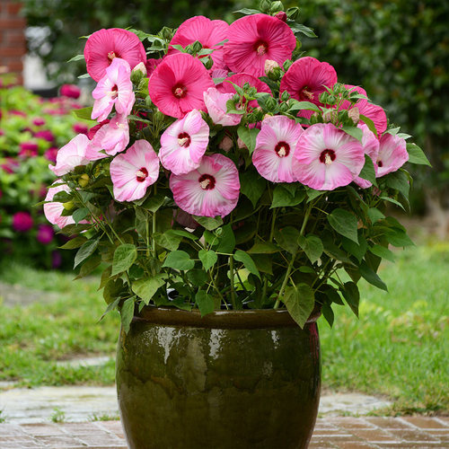 多年生芙蓉葵花苗庭院易种盆栽