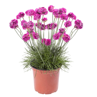 多年生海石竹花苗花籽种小苗盆栽四季种开花阳台庭院室内外宿根