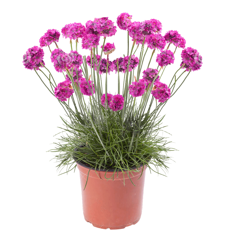 多年生海石竹花苗花籽小苗四季种