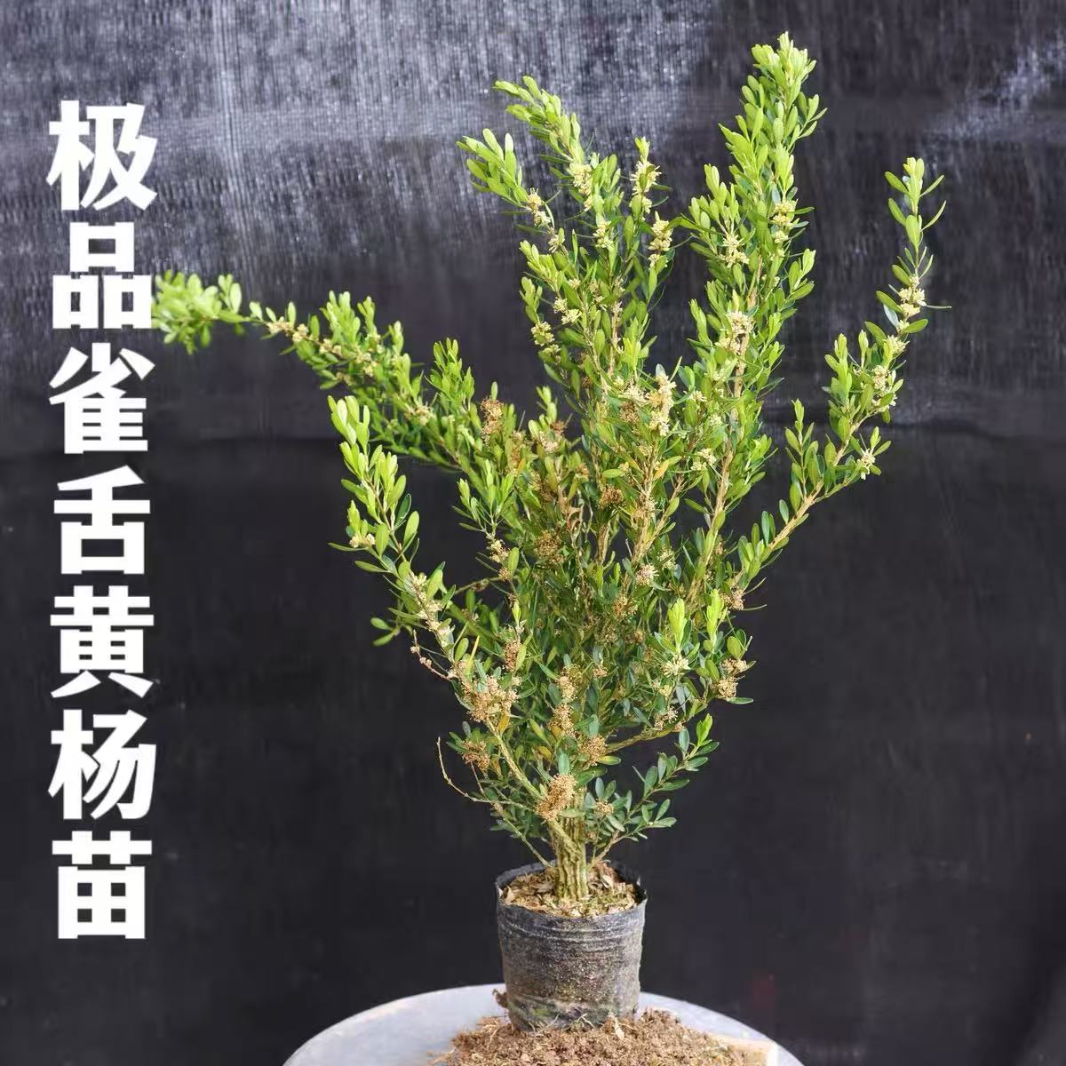 【买一送一】雀舌皱皮黄杨盆景 四季常青小叶黄杨 易活定型老桩苗