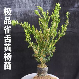 【买一送一】雀舌皱皮黄杨盆景 四季常青小叶黄杨 易活定型老桩苗