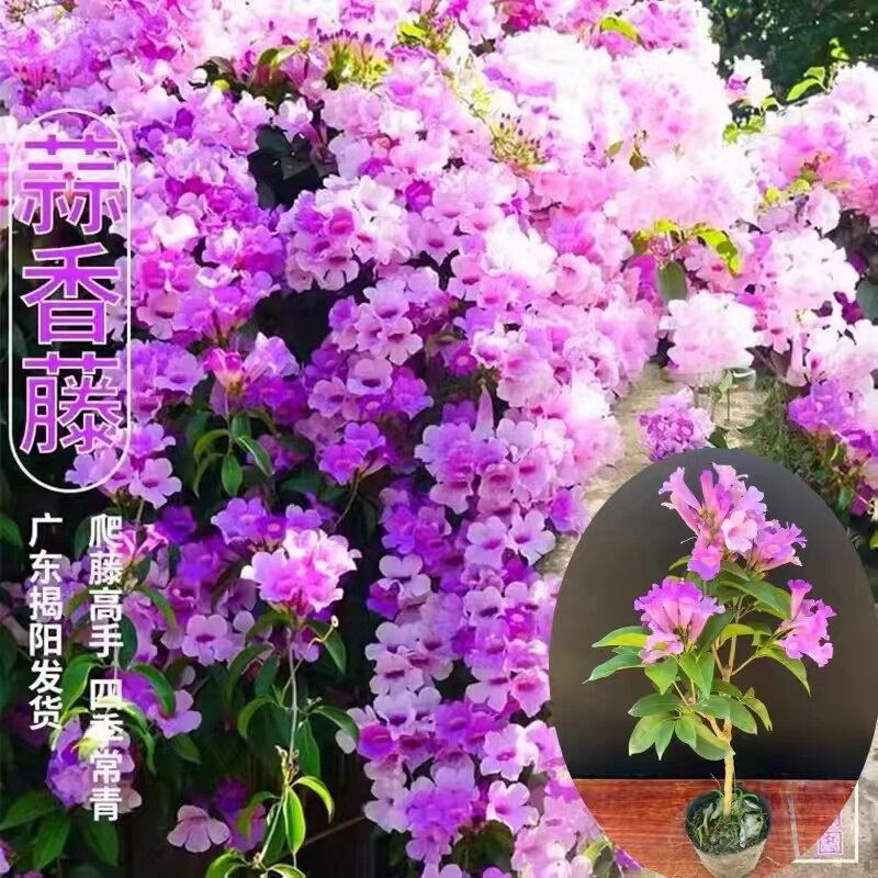蒜香藤花苗 紫铃藤花 耐晒爬藤植物四季庭院阳台垂吊攀爬围墙植物