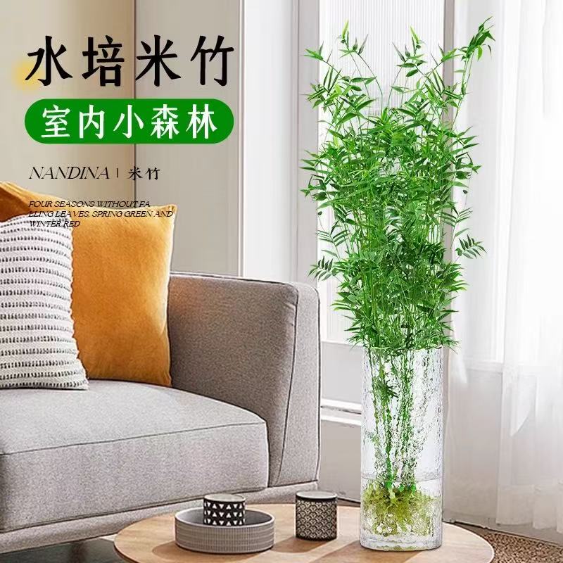 米竹苗盆栽凤尾竹盆景室内植物客厅四季常青绿植春秋清新原盆季节