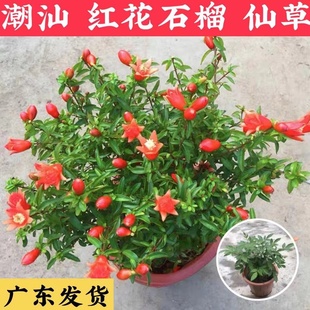 四季开花红石榴花卉大全带花带果家庭客厅阳台造型盆景镇宅石榴树