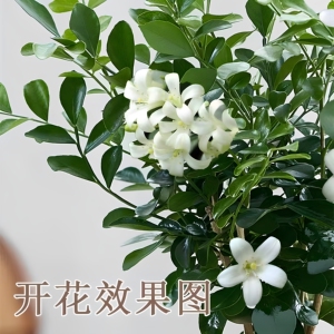 清香驱蚊九里香盆栽花卉室内外驱蚊草植物树苗茉莉花老桩盆景绿植