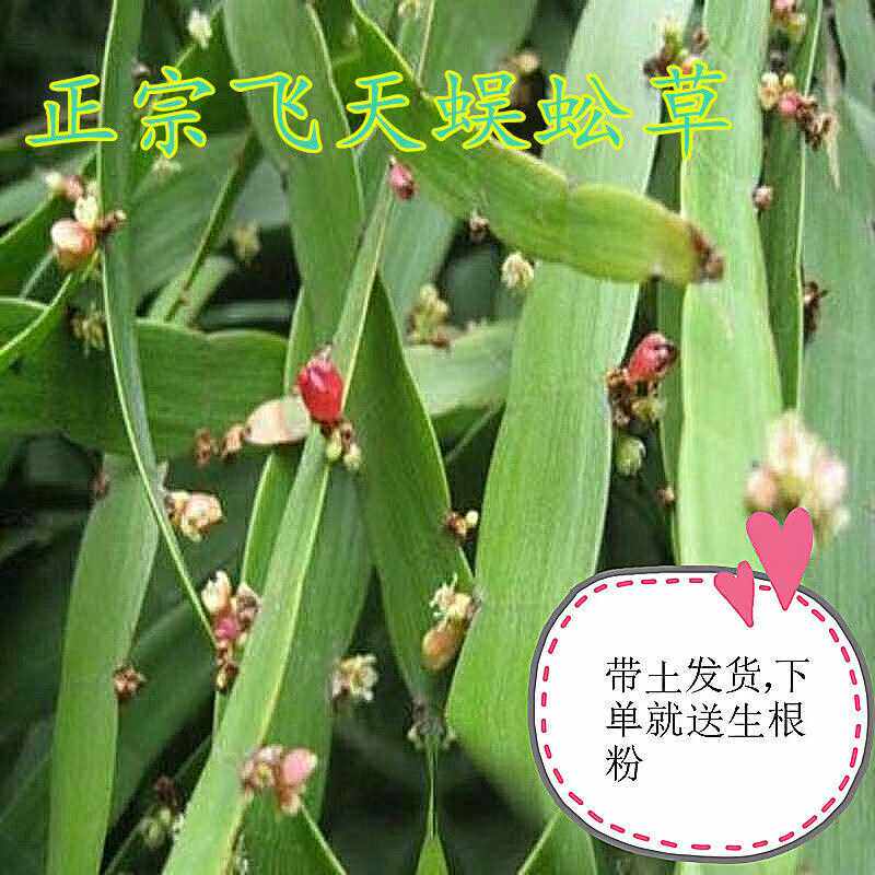 飞天蜈蚣草苗带土带盆阳台庭院植物百足草竹节蓼芽江草种苗盆栽