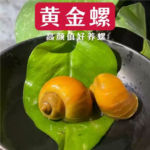 超大个黄金螺 鱼缸清洁除藻 3-4厘米