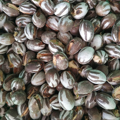 杨拉罐杨拉子坦克虫今年新货活虫