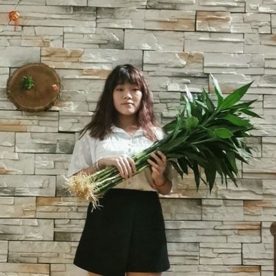 带根大叶富贵竹粗水培植物室内花卉好养四季盆栽客厅大绿植防辐射