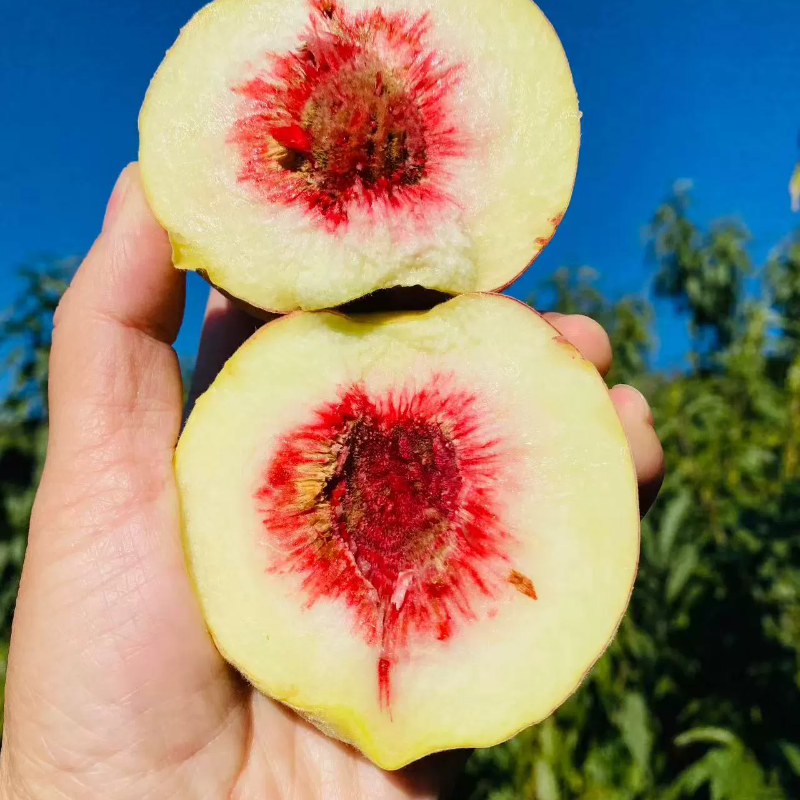 云南高原冬桃裂口桃脆甜多汁果园直发白桃雪桃爽口顺丰发货