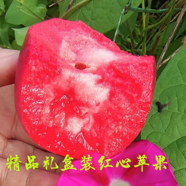 新疆高原红肉苹果红心苹果花青素苹果