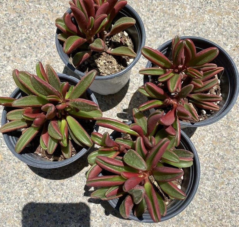 红背椒草 群多头实拍9cm盆参考 带香味多肉植物基地直销量大从优
