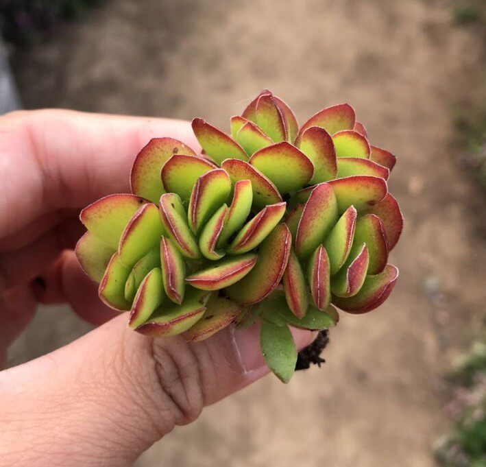 天狗之舞实拍多头 4-6cm 单株装含 大棚多肉植物