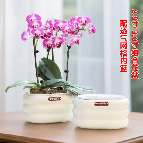 新款2.8寸3.0寸杯蝴蝶兰花拼组合花盆绿萝红掌水培套盆双层网格盆