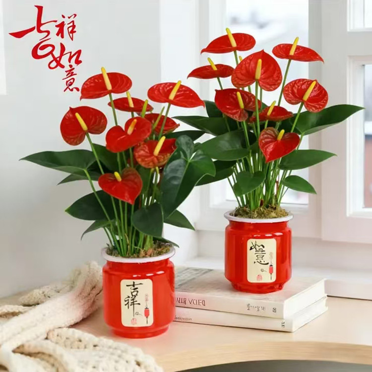 吉祥如意花盆冬青红掌年宵花种植专用懒人自动吸水储水盆定植花钵图片