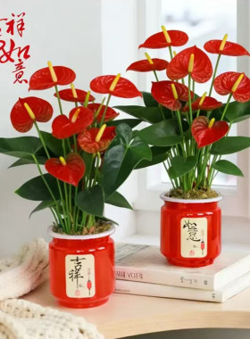 吉祥如意花盆冬青红掌年宵花种植专用懒人自动吸水储水盆定植花钵