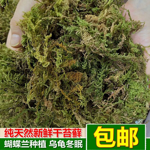 水苔种植价格 水苔种植图片 星期三