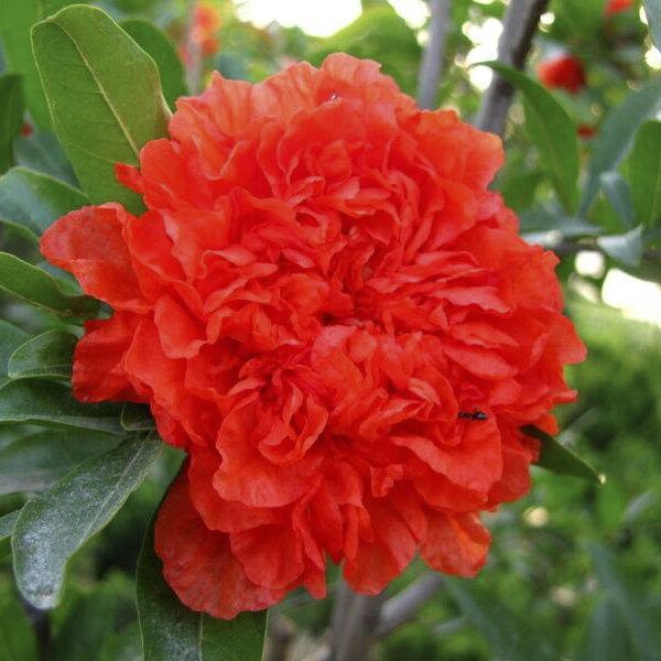 新品牡丹石榴花盆栽大苗开花重瓣