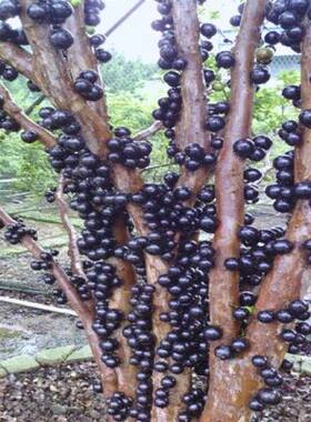 葡萄四季常青庭院植物嘉宝果树苗