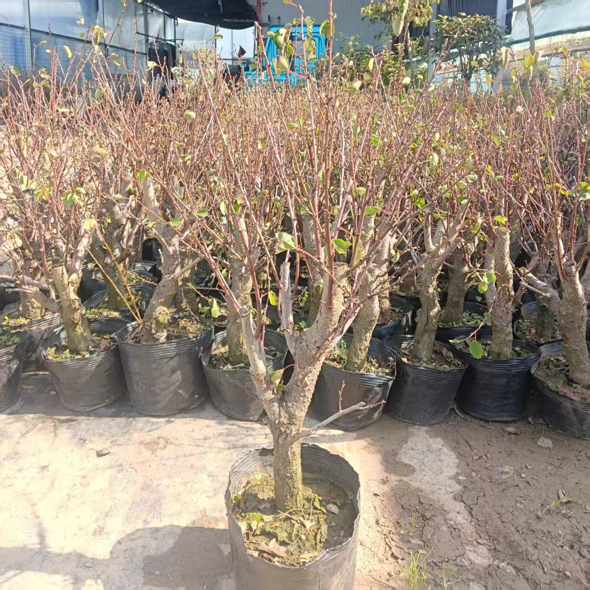 杏树苗特大早熟帝王甜杏子苗南方北方种植盆栽果树苗当年结果