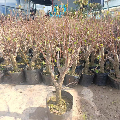 杏树苗特大早熟帝王甜杏子苗南方北方种植盆栽果树苗当年结果