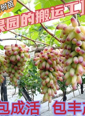 葡萄树苗南北方盆栽地载种植高产