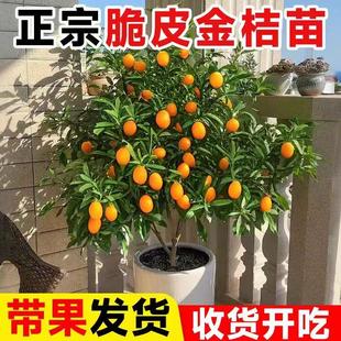 脆皮金桔树盆栽树苗四季果树可食用橘子苗脆皮金桔树苗带果常绿