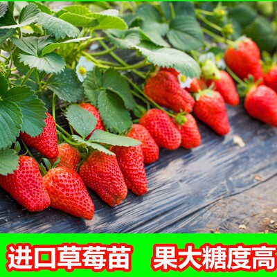 草莓苗四季结果盆栽四季栽植奶油红颜章姬种苗家庭阳台南北方种植