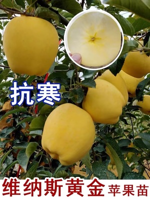 新品奶油富士苹果树苗矮化