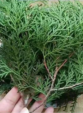 侧柏叶柏树枝天然绿色侧柏叶手工材料柏丫婚庆搬家侧柏壳侧柏子