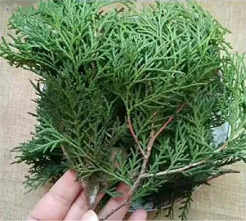 天然绿色柏树枝婚庆搬家过年插花
