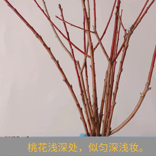 镇宅桃花枝野生桃木棍干枝阳台装饰卧室客厅东南桃树宝宝护身车内