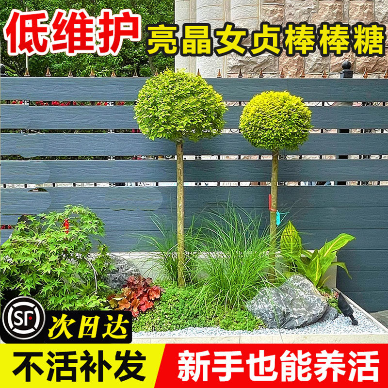 亮晶女贞棒棒糖花境植物川滇蜡树蓝冰柏柠檬之光亮金女贞四季常青