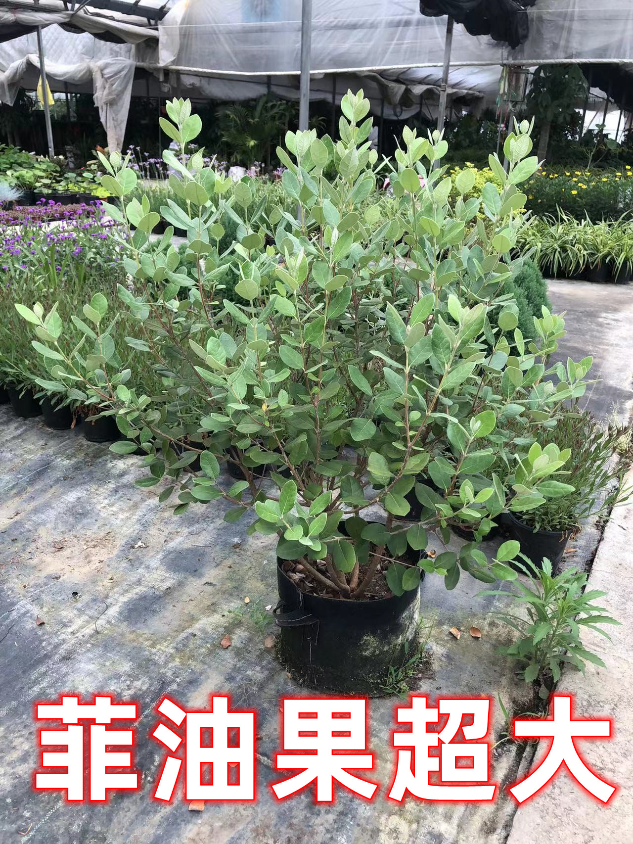 菲油果树苗植物盆栽花卉四季