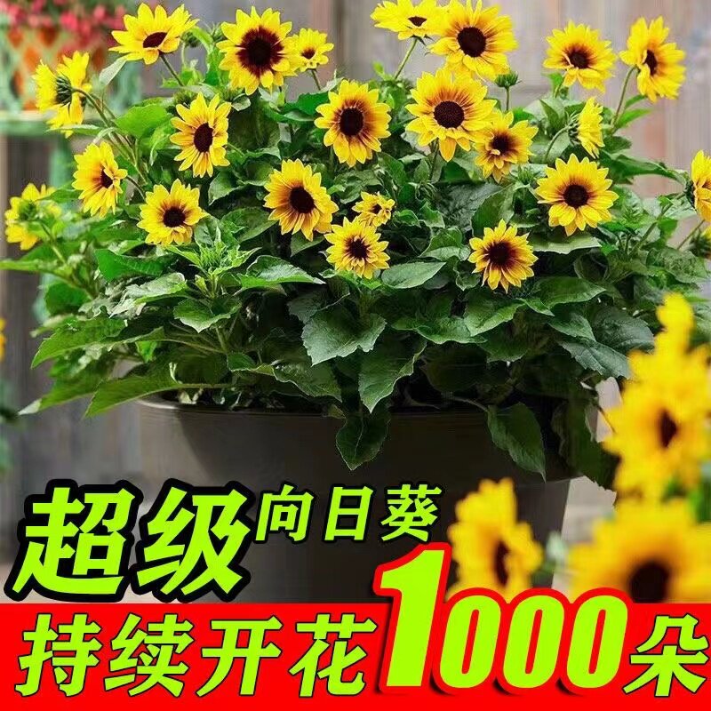 光辉岁月向日葵盆栽阳台花园四季开花多年生宿根花期长易养易爆盆