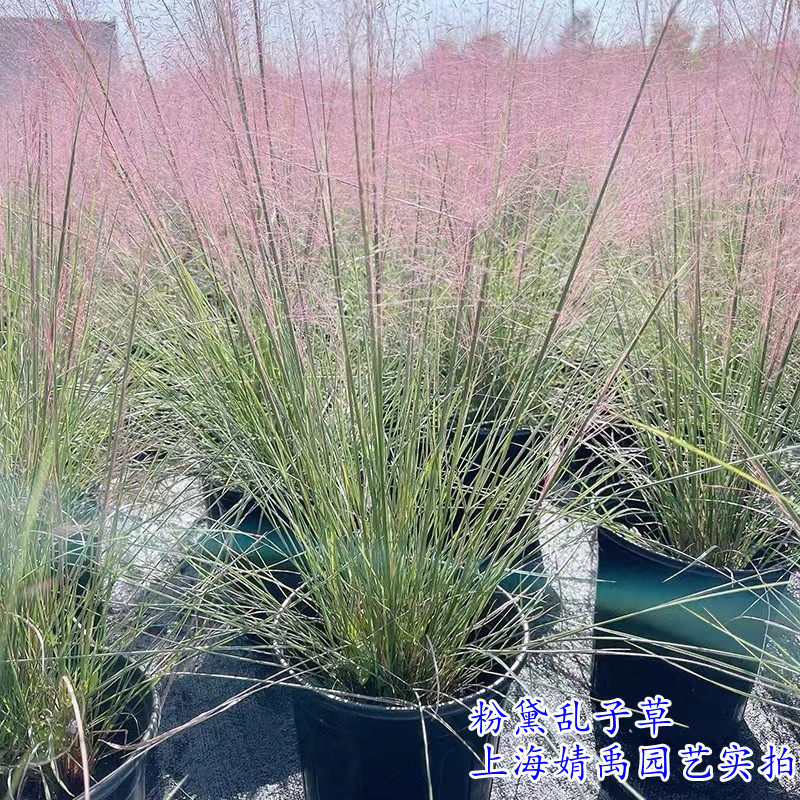 粉黛乱子草墨西哥羽毛草蓝羊茅矮蒲苇植物盆栽多年生易活耐寒庭院