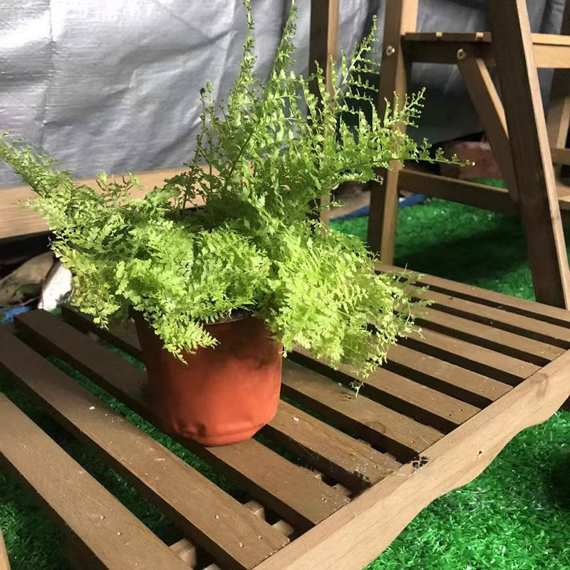 网红蕾丝蕨盆栽棉花糖肾蕨玛丽莎蕨类羽叶趣味吸甲醛装饰垂吊
