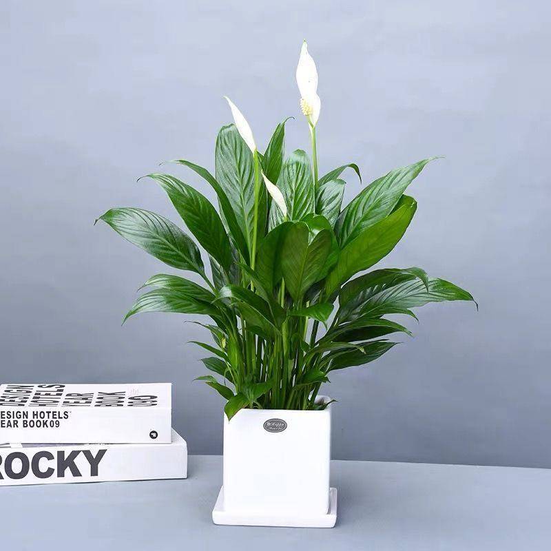 美酒白掌盆栽四季常青带花室内客厅桌面植物吸甲醛净化空气可水培